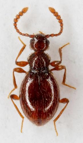 Euconnus loewii