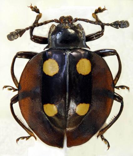 Eumorphus marginatus