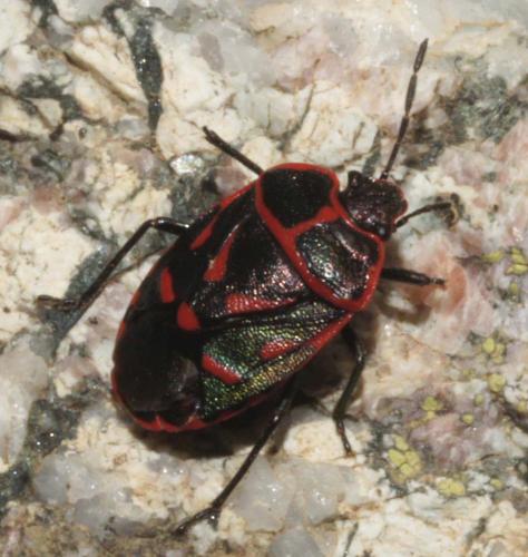 Eurydema rotundicollis
