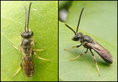 Lasioglossum sp.