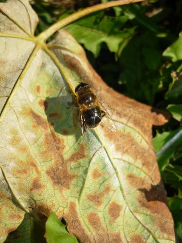 Eristalis tenax