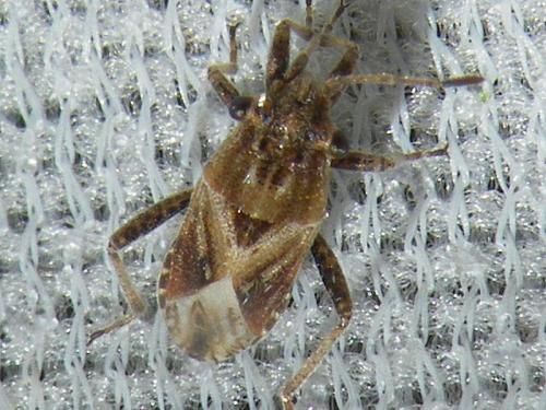 Henestaris sp.