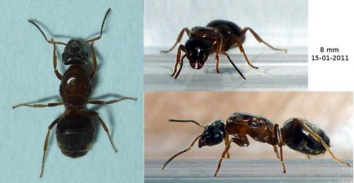 Lasius emarginatus