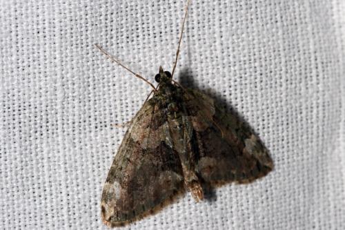 Réf. 65 251 : Chloroclysta siterata