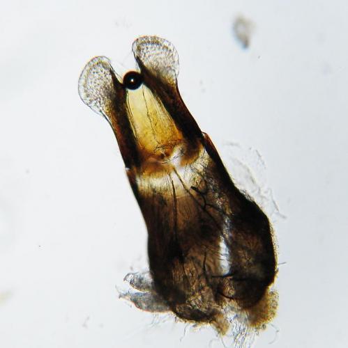 Melinopterus consputus