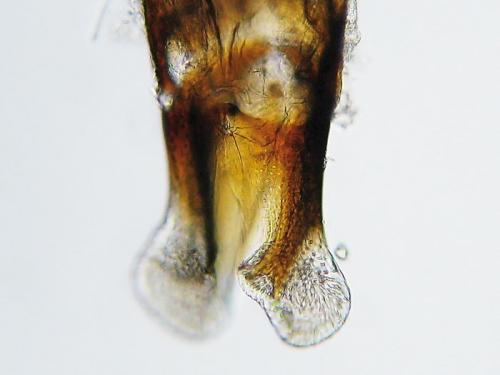 Melinopterus consputus