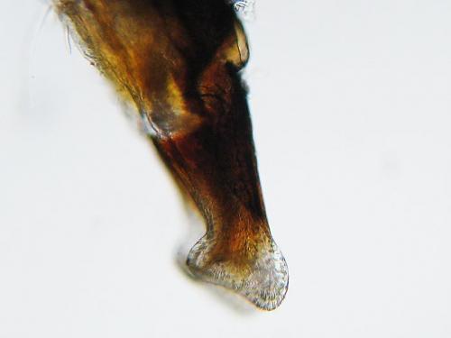 Melinopterus consputus