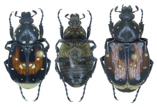 Réf. 65 613 : Gnorimus bartelsi