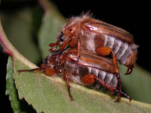 Amphimallon solstitiale