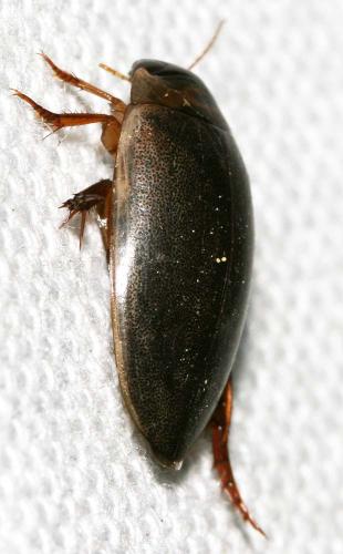 Rhantus suturalis