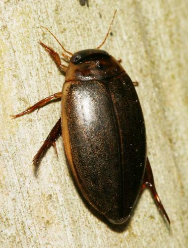 Rhantus suturalis