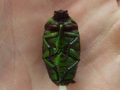 Pseudomacraspis affinis