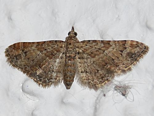 Gymnoscelis rufifasciata