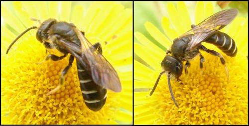Réf. 65 921 : Halictus maculatus