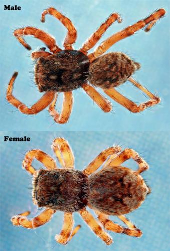 Réf. 65 433 : Attulus pubescens