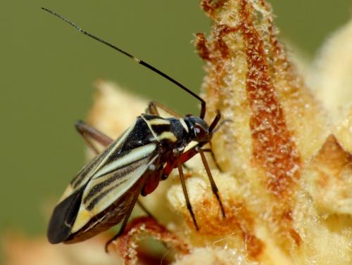 Hadrodemus m-flavum