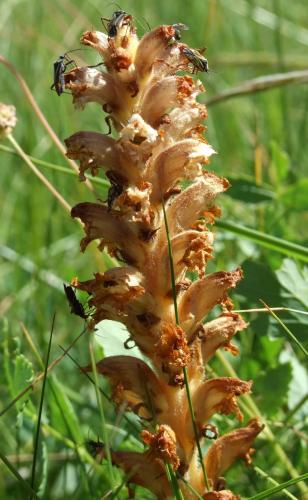 Hadrodemus m-flavum