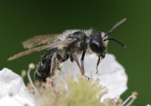 Andrena sp.