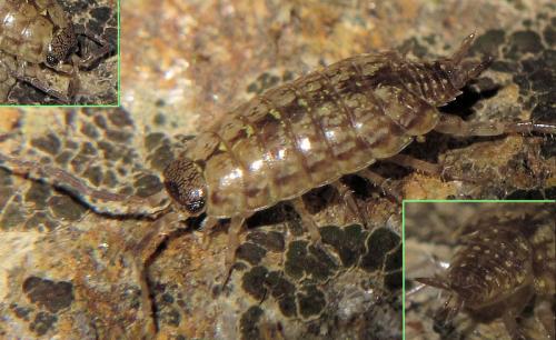 Philoscia muscorum