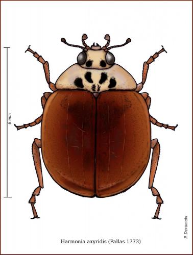 Harmonia axyridis