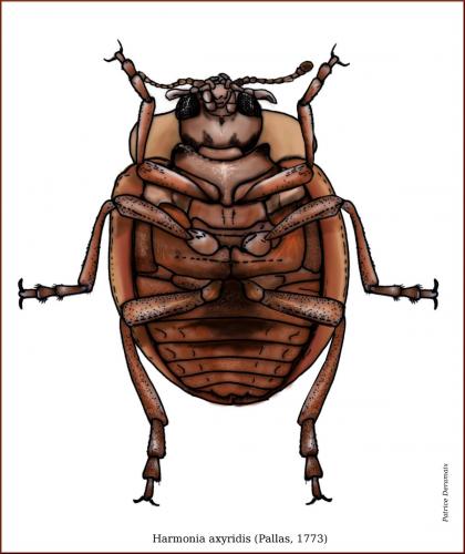Harmonia axyridis
