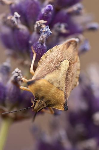 Réf. 65 310 : Carpocoris fuscispinus