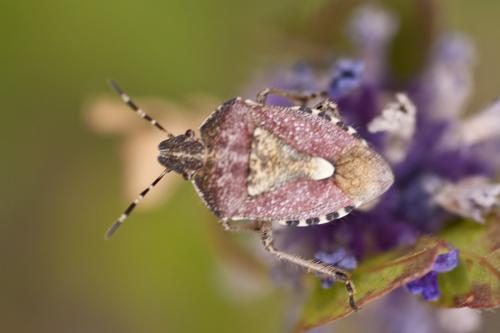 Dolycoris baccarum
