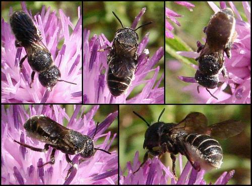 Heriades sp.