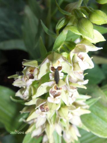 Heterotoma planicornis