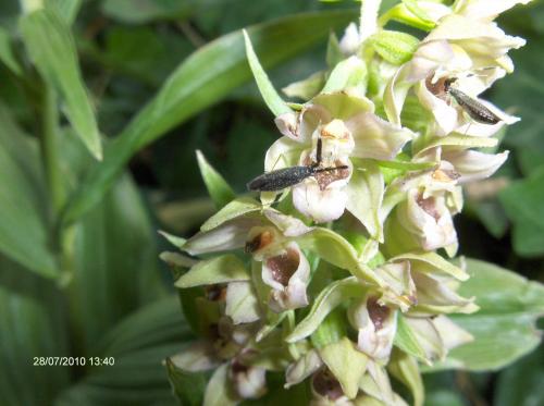 Heterotoma planicornis