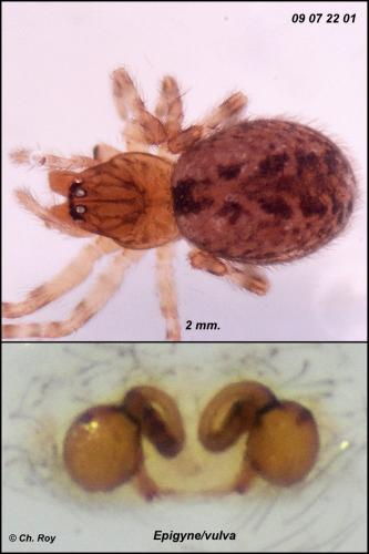 Lathys humilis
