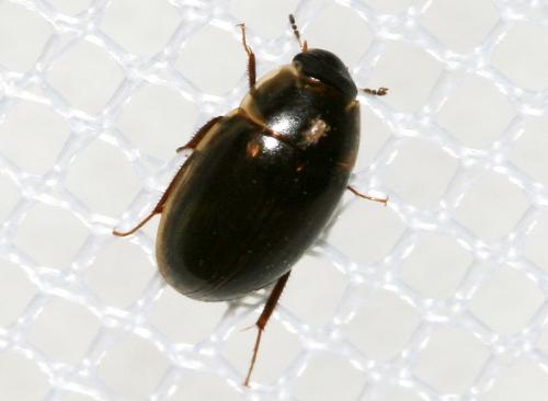 Enochrus sp.