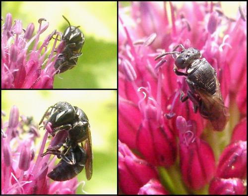 Réf. 65 808 : Hylaeus punctulatissimus