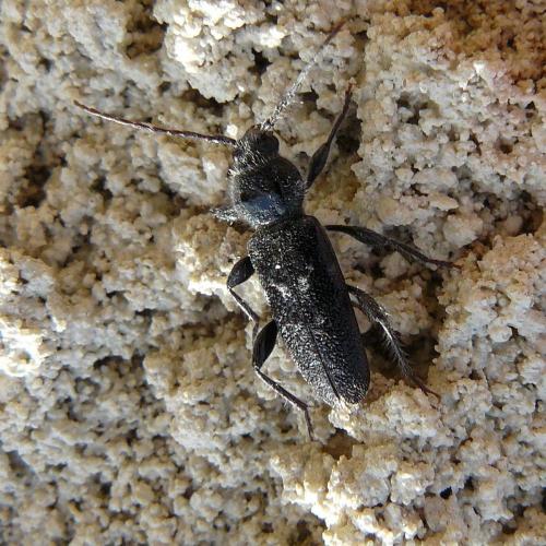 Réf. 65 946 : Hylotrupes bajulus