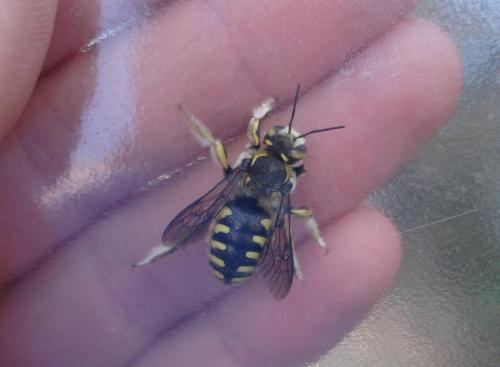 Anthidium florentinum