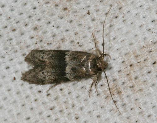 Hypatopa segnella