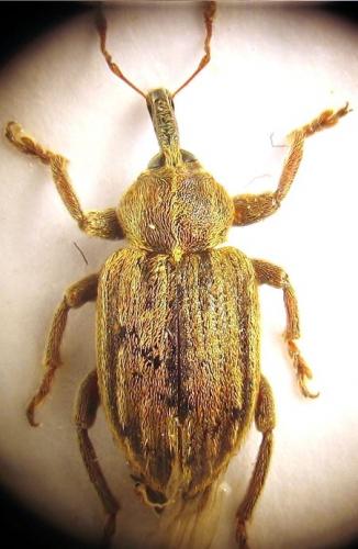 Réf. 65 550 : Hypera meles