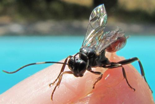 Réf. 65 392 : Cryptinae inconnu
