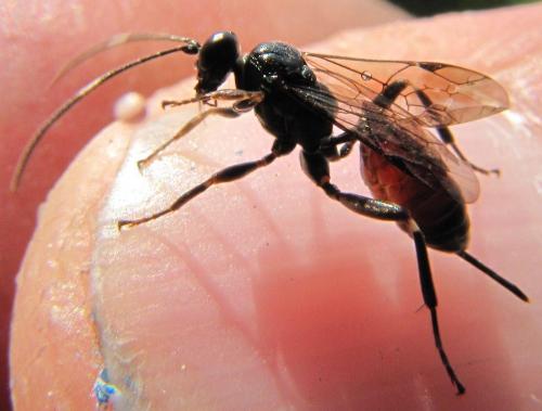 Cryptinae