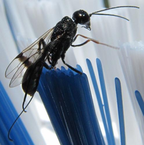 Pristaulacus galitae
