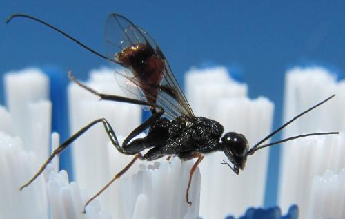 Pristaulacus galitae