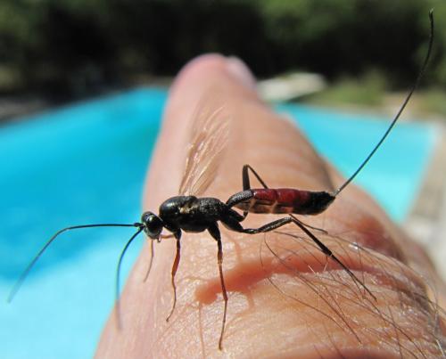 Réf. 65 377 : Lissonota sp.