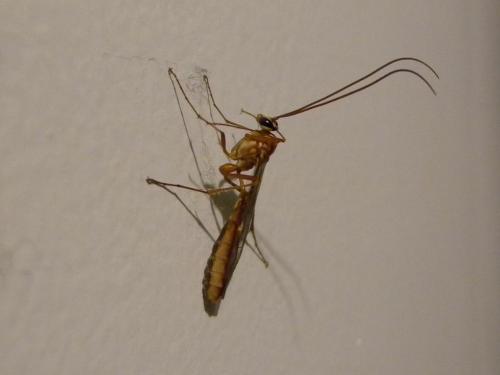 Réf. 65 255 : Ophion sp.