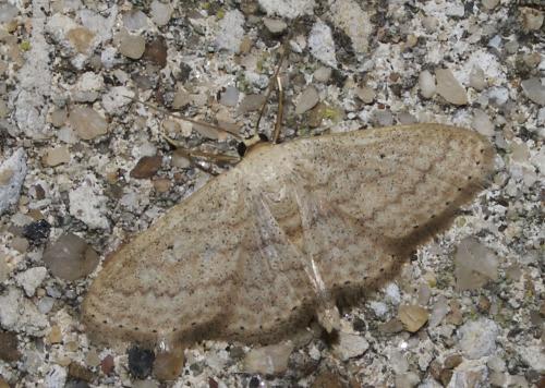 Réf. 65 474 : Scopula minorata