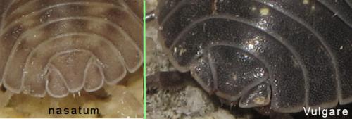Armadillidium divers