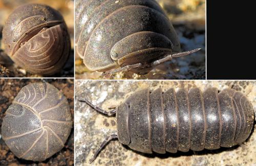 Armadillo officinalis