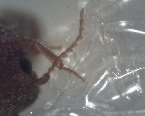 Lasioderma serricorne