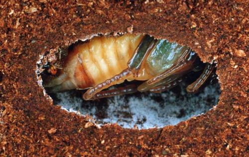 Gnorimus nobilis