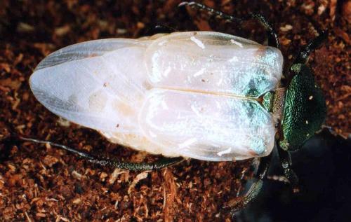 Gnorimus nobilis