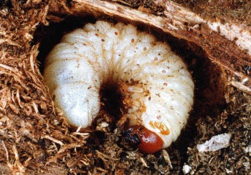 Réf. 65 020 : Gnorimus variabilis